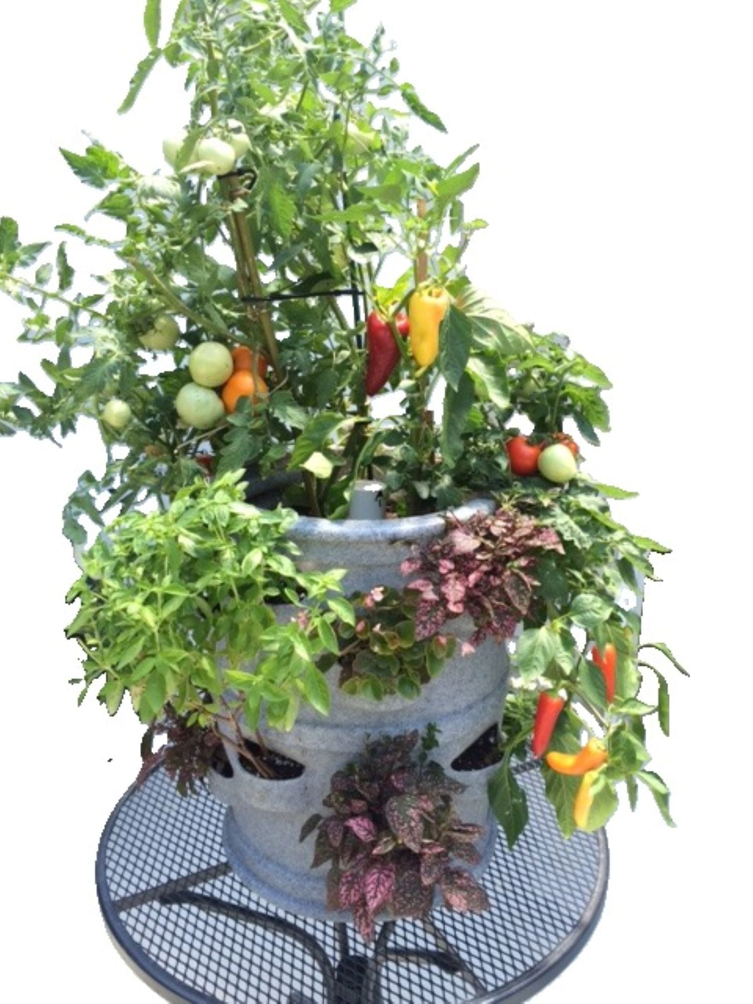 Earth vs. Vessel: A Master Gardener’s Guide to Tomatoes and Peppers