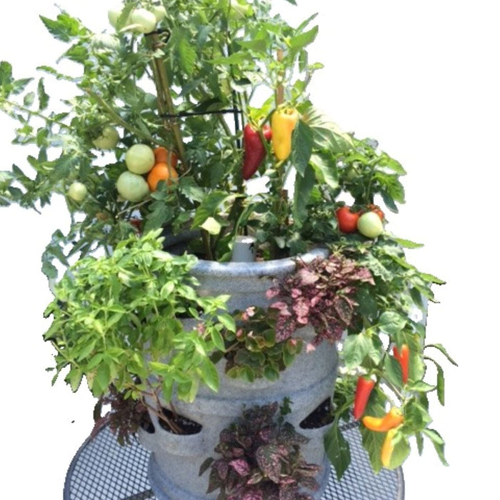 Earth vs. Vessel: A Master Gardener’s Guide to Tomatoes and Peppers