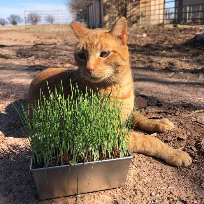 Thunder Acres Barley Seed - Certified Organic - Non-GMO - Glyphosate Free